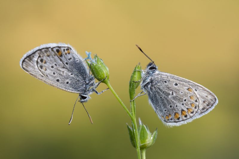 Lycaenidae da determinare